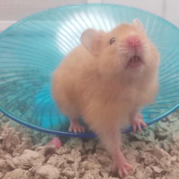 ✌♥🇺🇸♥🇺🇸♥🇺🇸♥✌ - Picture 4 of 14